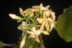 Deccania pubescens